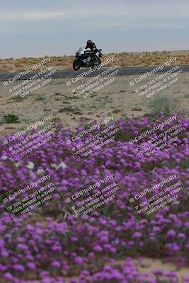 media/Jan-14-2023-SoCal Trackdays (Sat) [[497694156f]]/Turn 14 Exit Bloomig (145pm)/